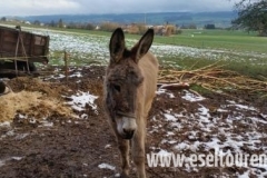 Diverse Fotos von den Esel